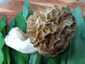 Ízletes kucsmagomba (Morchella esculenta), Budai-hegység